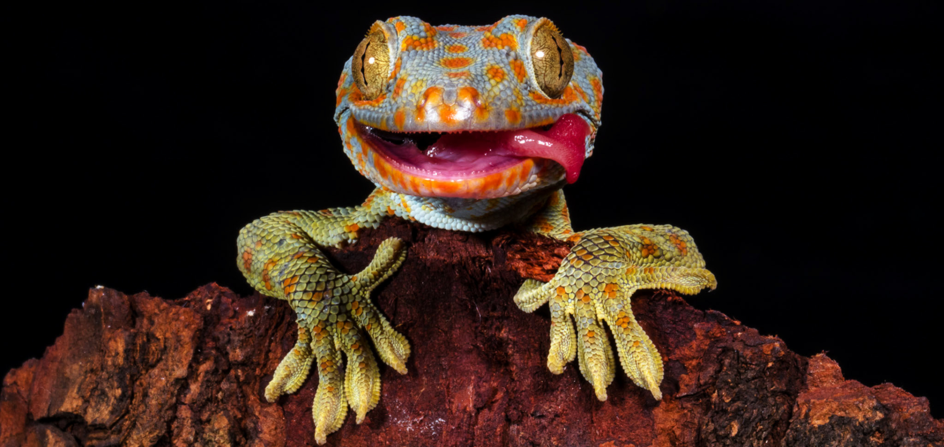 baby blue and orange-spotted tokay gecko