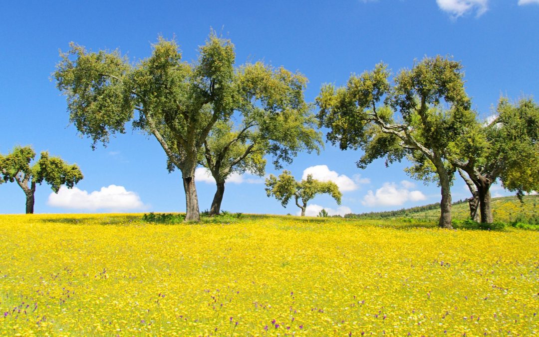 Wine, Cork and Wildlife Conservation: A Perfect Trio in Portugal