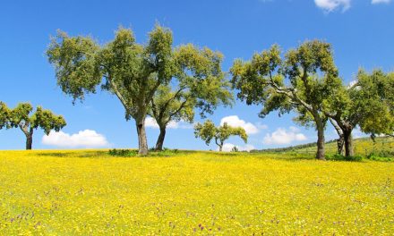 Wine, Cork and Wildlife Conservation: A Perfect Trio in Portugal