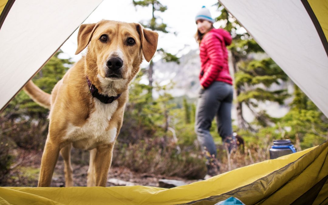 Every Day Is International Dog Day at Nat Hab