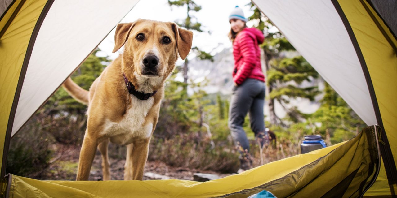 Every Day Is International Dog Day at Nat Hab