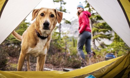 Every Day Is International Dog Day at Nat Hab