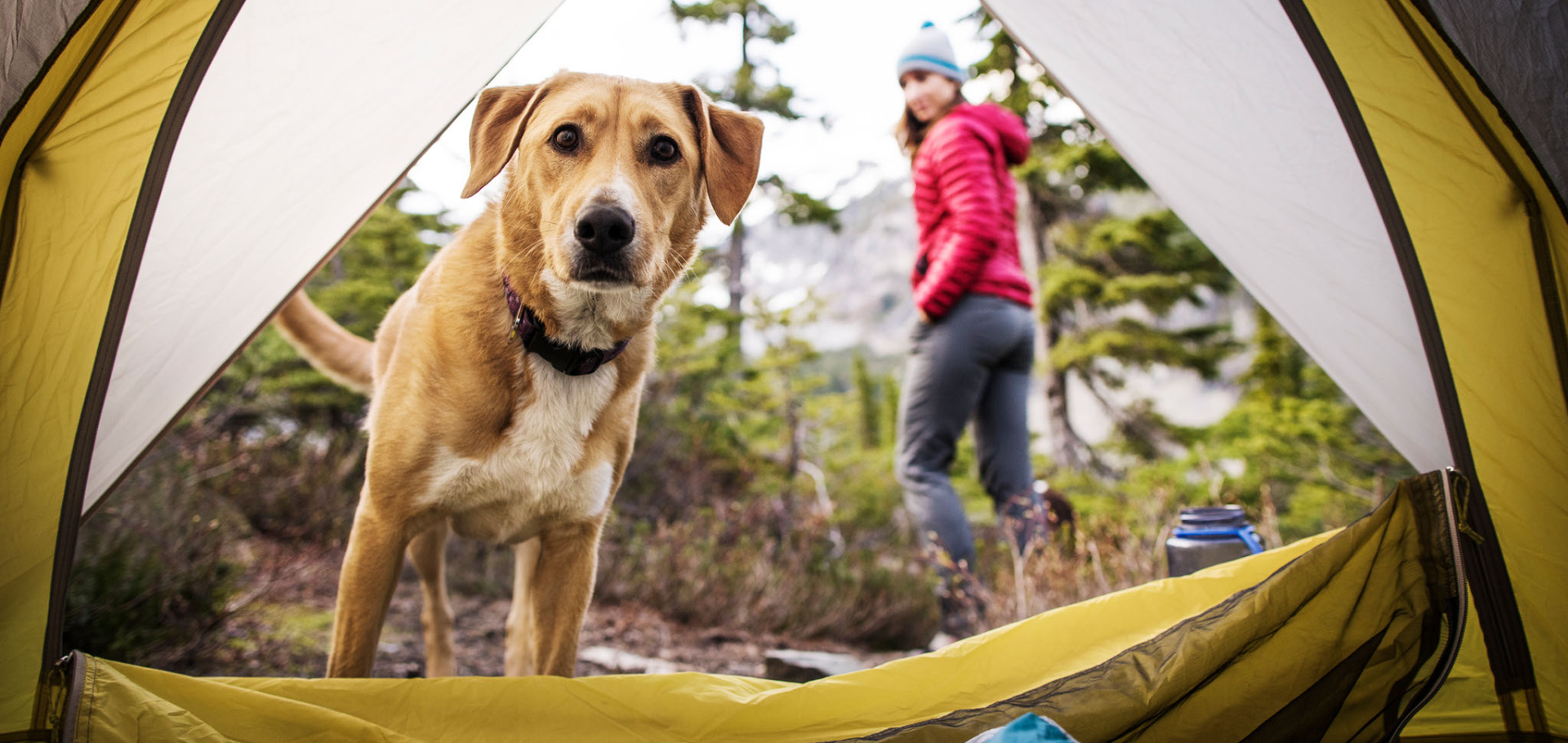 labrador retriever dog peers into open camping tent with owner in hiking gear outside