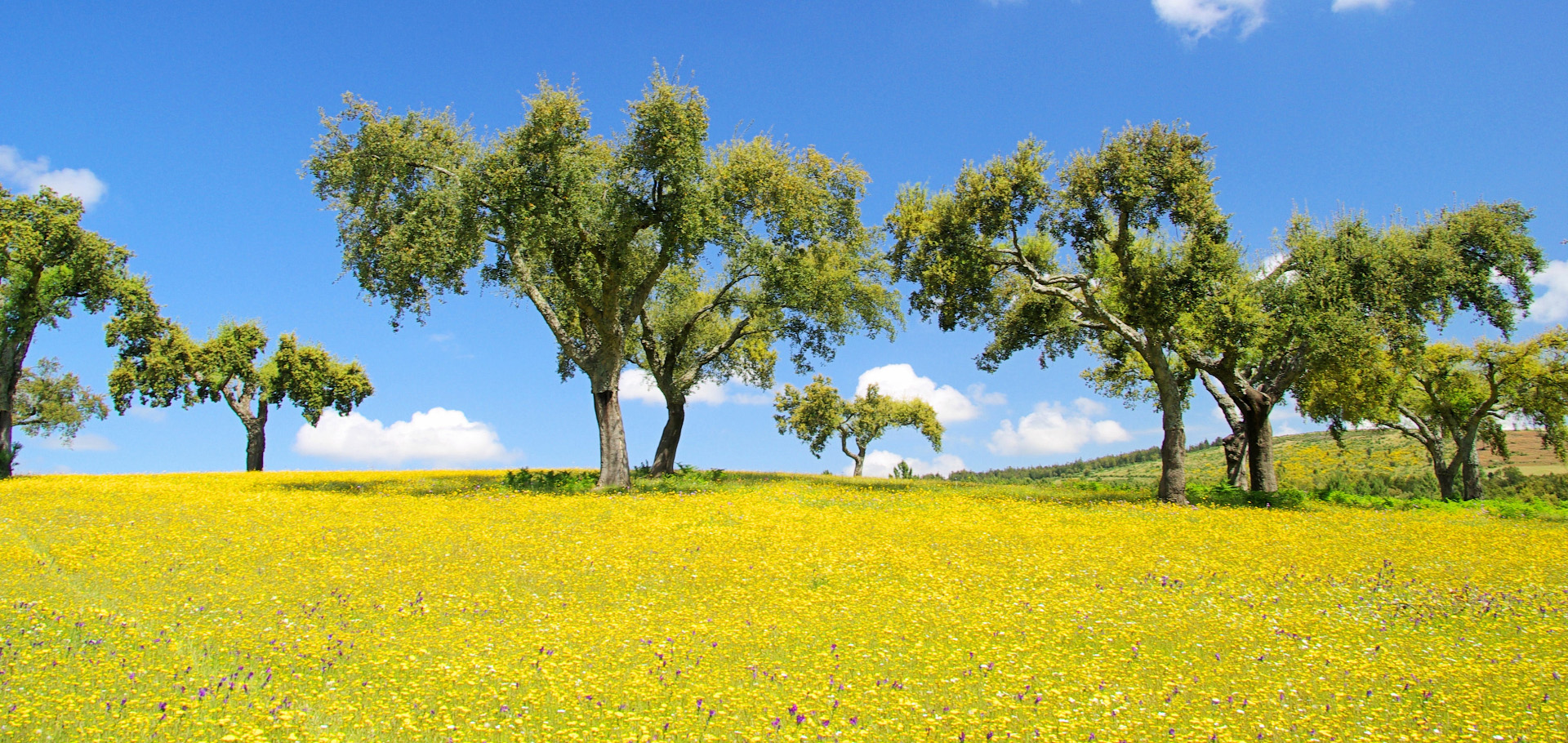 Iberian peninsula cork oak trees portgal sustainable wine production wildlife habitat