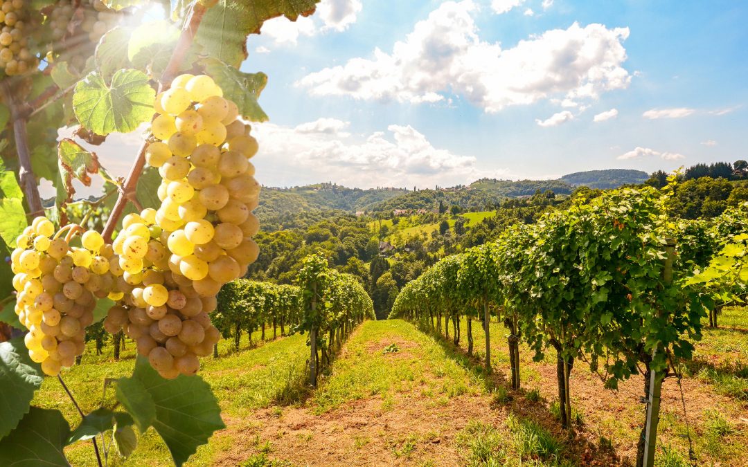 Rooted in Nature: Ancient Techniques Shape Climate Adaptation in Portugal’s Wine Industry