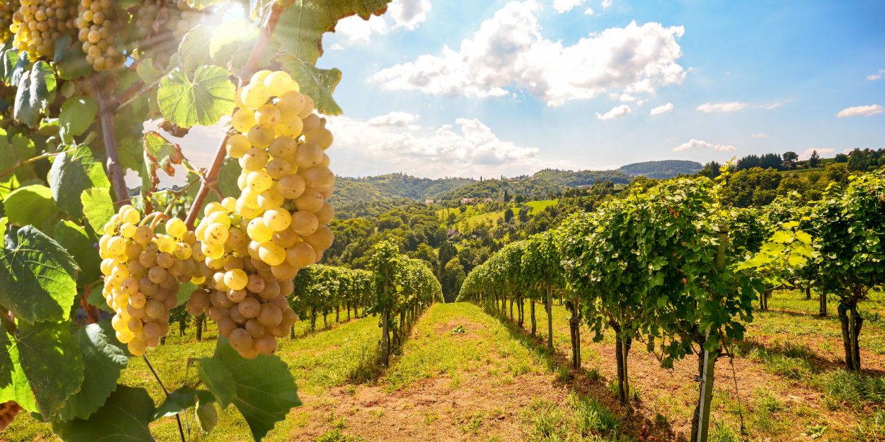 Rooted in Nature: Ancient Techniques Shape Climate Adaptation in Portugal’s Wine Industry