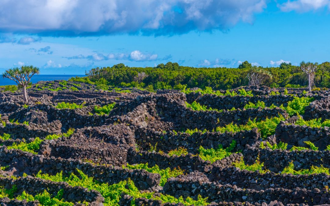 Wine Tourism and Wildlife Conservation: An Enchanting Journey through Portugal’s Winemaking Regions
