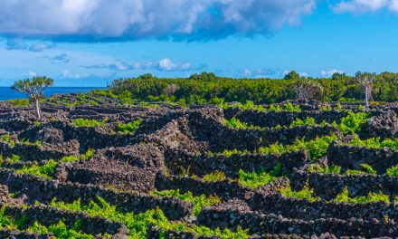 Wine Tourism and Wildlife Conservation: An Enchanting Journey through Portugal’s Winemaking Regions