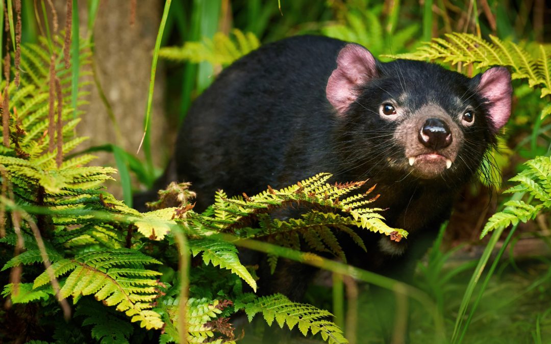 Saving Tasmania’s Marsupials: Conservation Milestones and Challenges