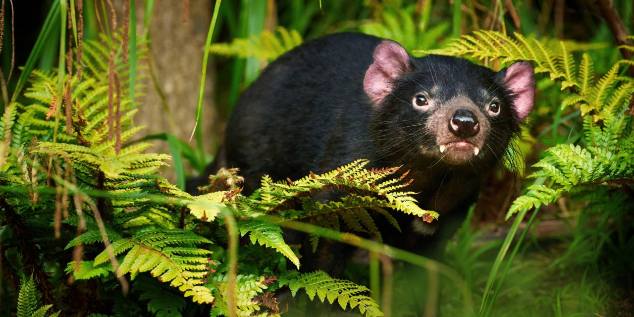 Saving Tasmania’s Marsupials: Conservation Milestones and Challenges