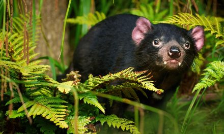 Saving Tasmania’s Marsupials: Conservation Milestones and Challenges