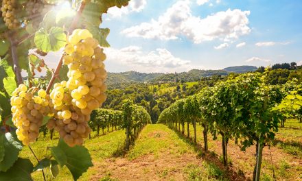 Rooted in Nature: Ancient Techniques Shape Climate Adaptation in Portugal’s Wine Industry