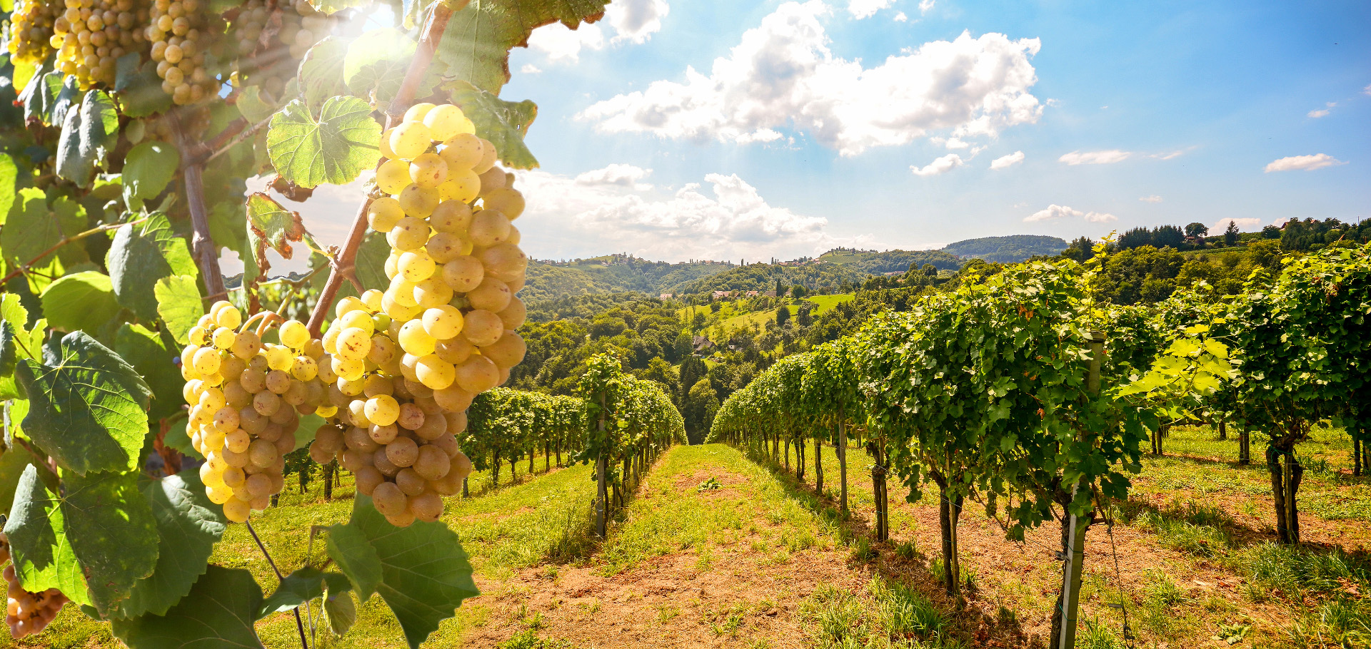 vineyard winery portugal climate change