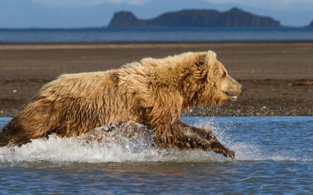 Wildlife Flourishes Inside—and Outside—National Parks