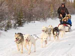 Nat Hab travelers dog sledding at Wapusk Adventures © Judy Wilson