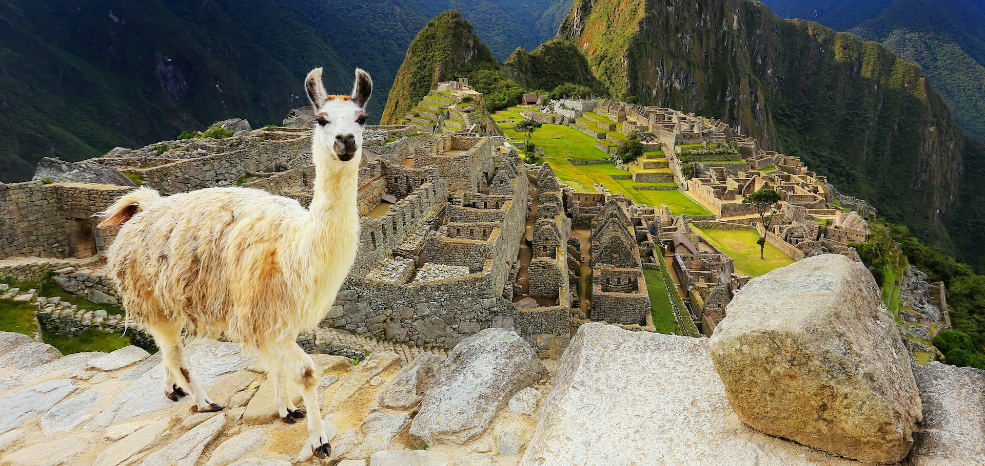 Llama standing at Machu Picchu overlook in Peru. In 2007 Machu Picchu was voted one of the New Seven Wonders of the World.