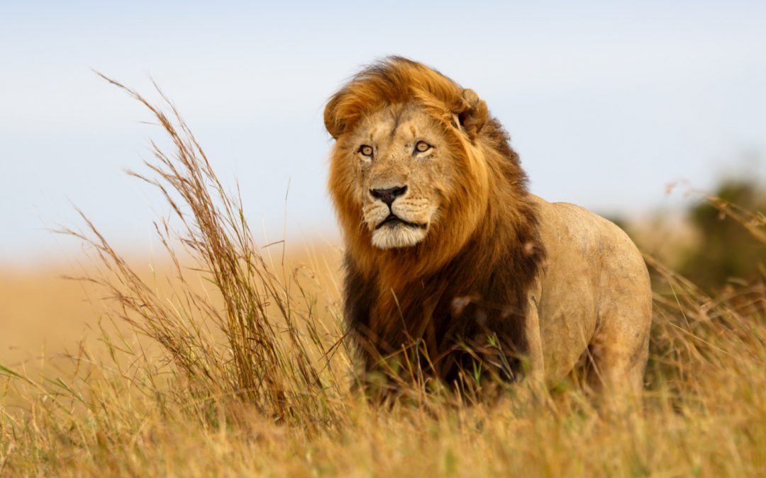 10 Fast Facts About Lions for World Lion Day