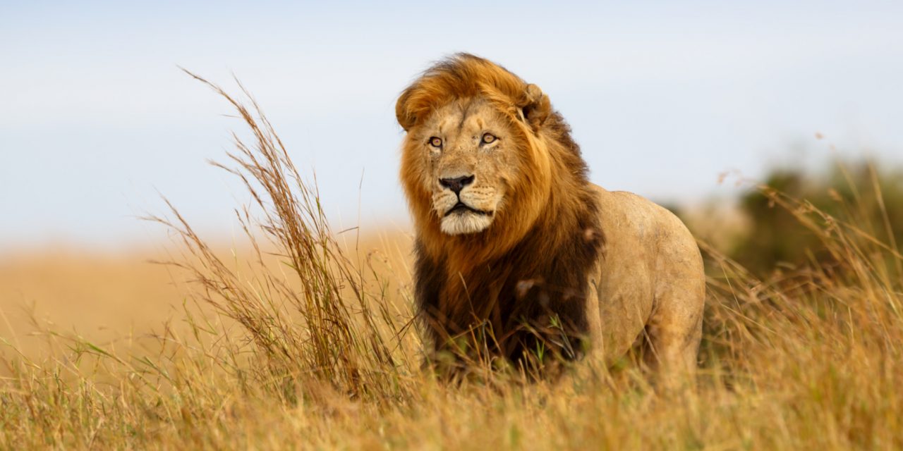 10 Fast Facts About Lions for World Lion Day