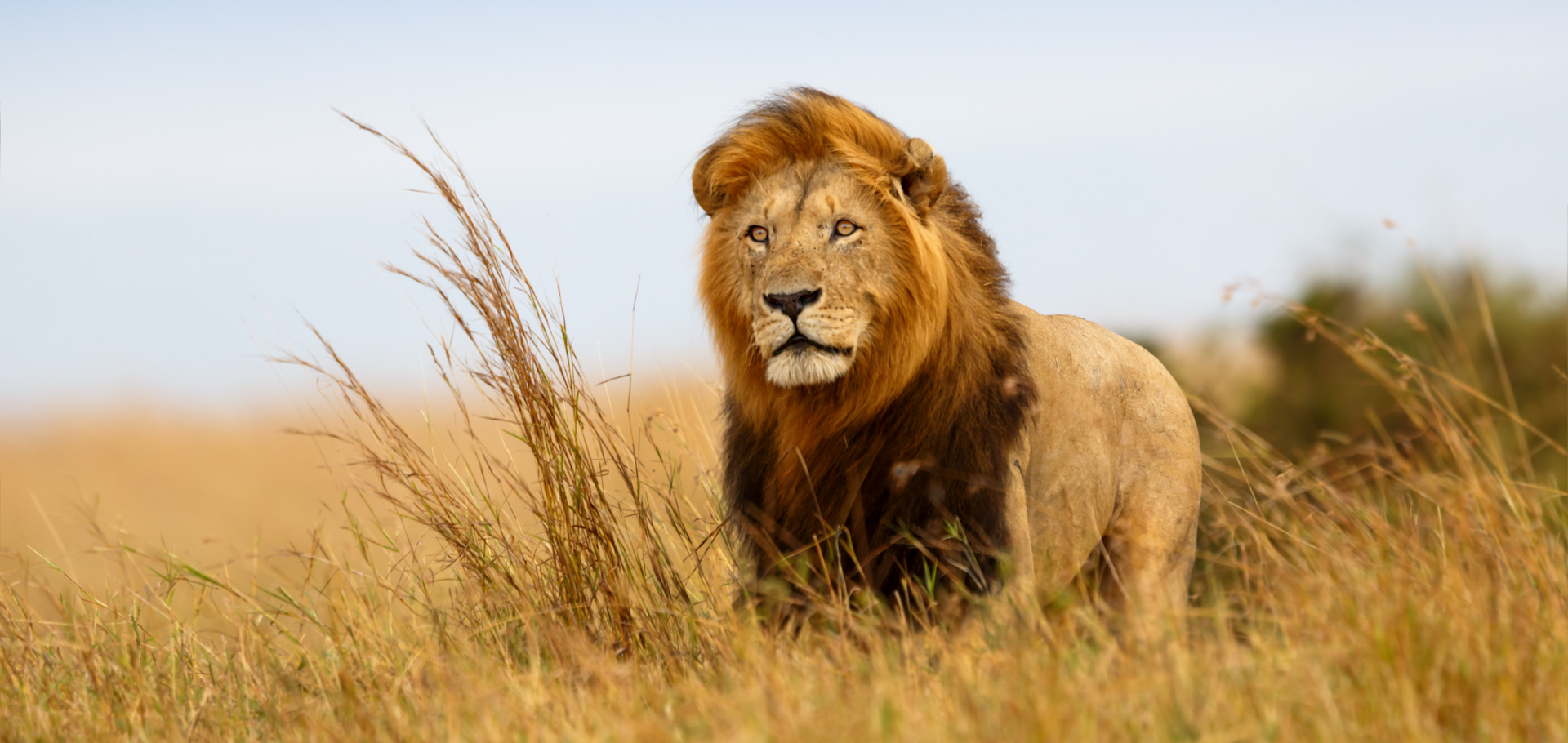 Male lion in the golden grass of Masai Mara, Kenya, Africa