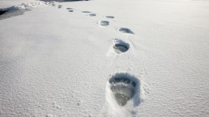polar bear footprints polar bear tracks