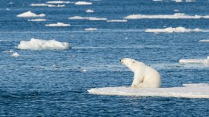 polar bear sitting on ice floe