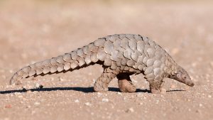 Temminck's pangolin, also known as ground pangolin