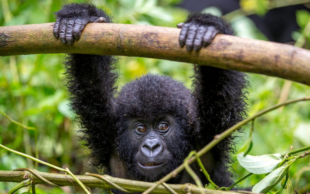 Memoir ‘Walking with Gorillas’ Details the Life of an African Wildlife Vet