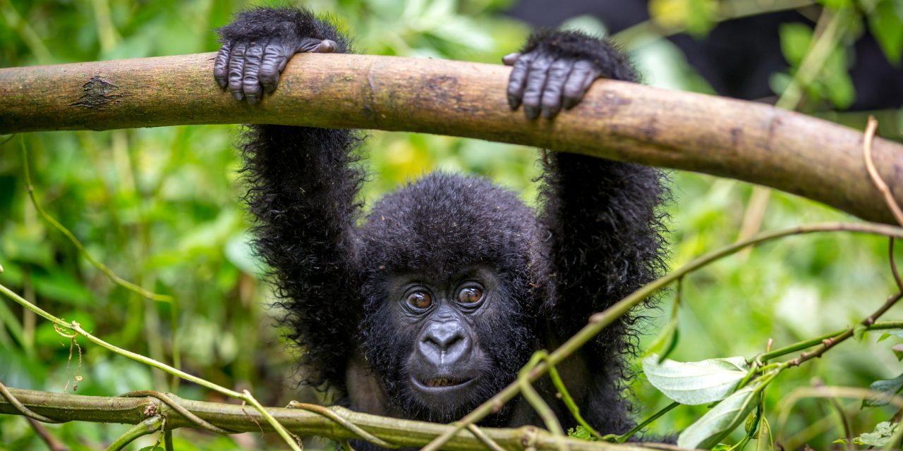 Memoir ‘Walking with Gorillas’ Details the Life of an African Wildlife Vet