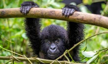 Memoir ‘Walking with Gorillas’ Details the Life of an African Wildlife Vet