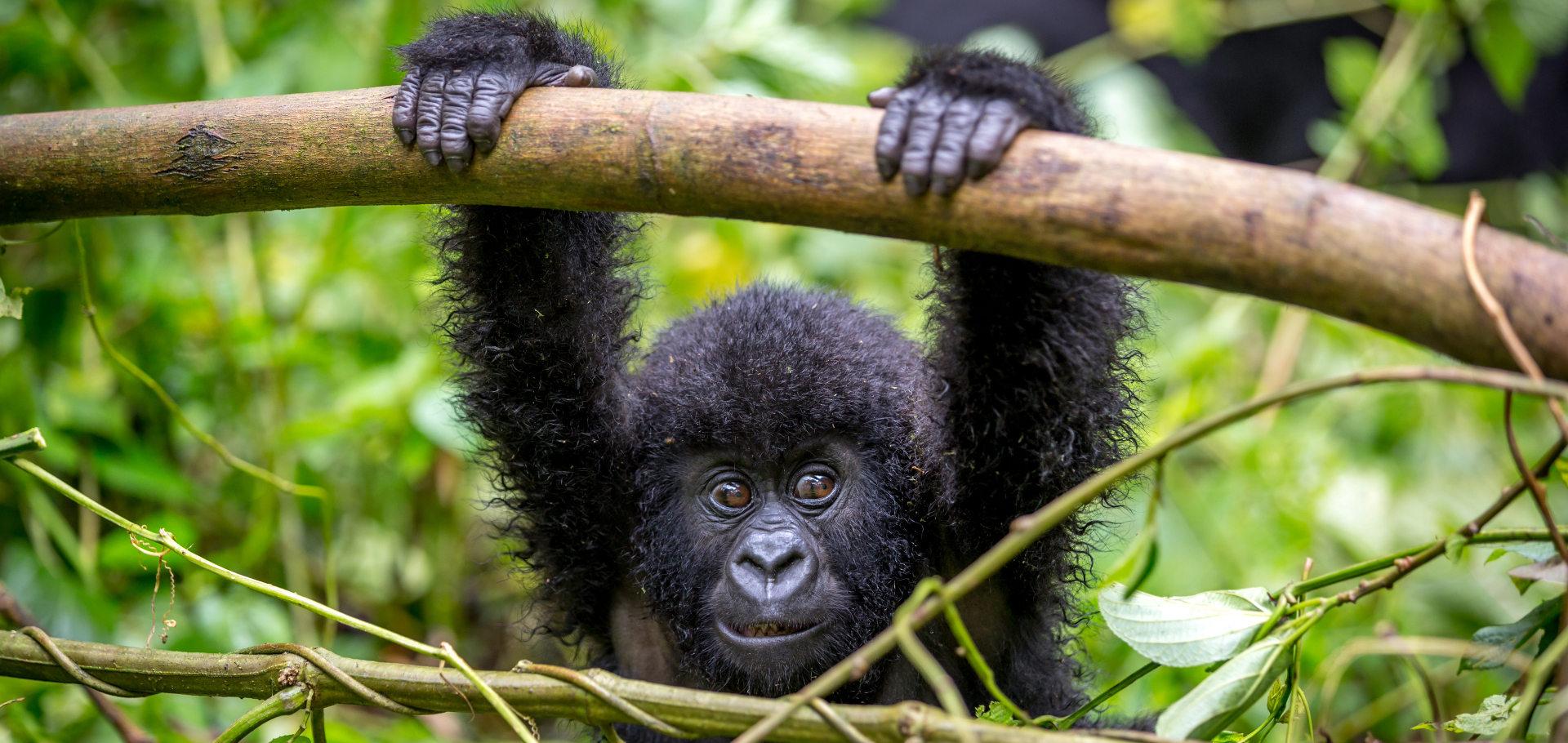gorilla baby hanging from tree branch