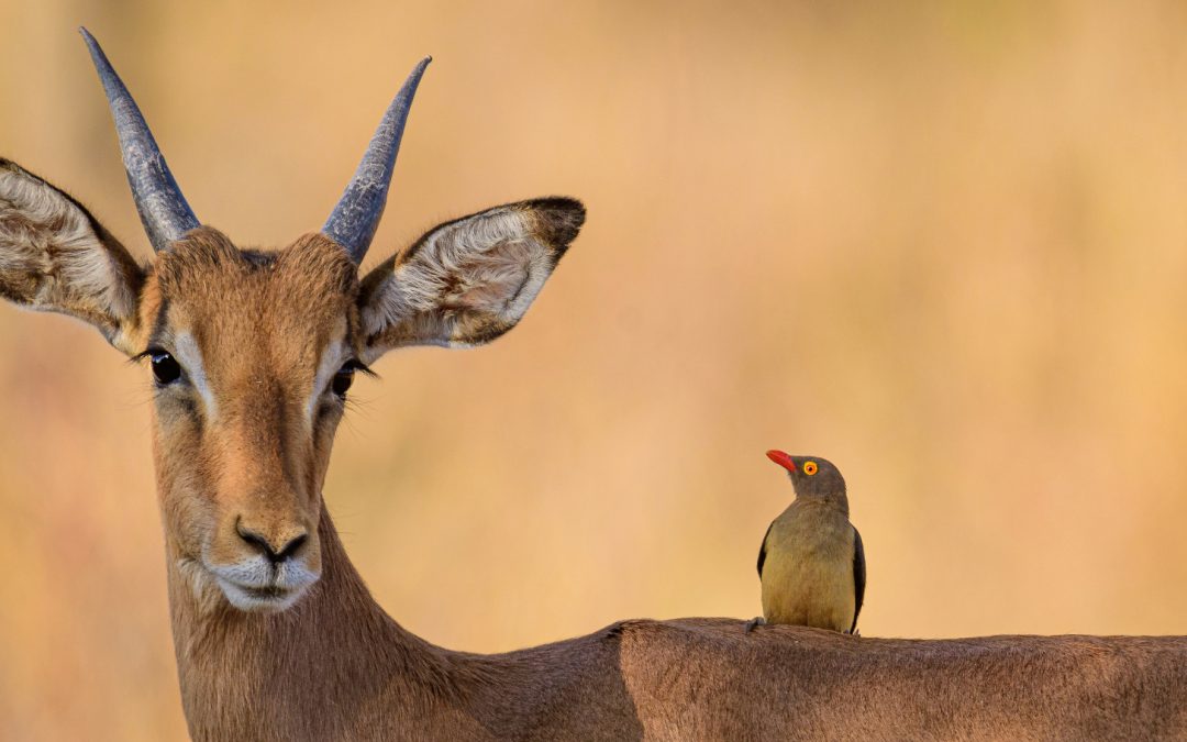 Dynamic Duos of the Animal Kingdom: From Zebra & Wildebeest to Oxpeckers & Rhinos