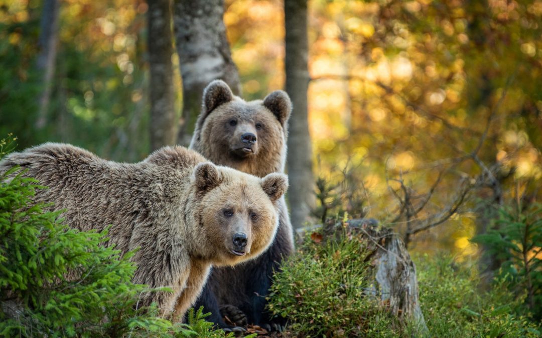Why Brown Bears Look Different: A Guide’s Photo Diary