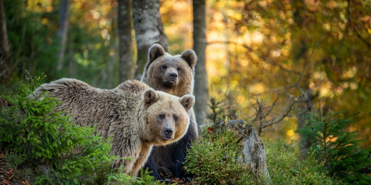Why Brown Bears Look Different: A Guide’s Photo Diary