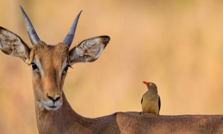 Dynamic Duos of the Animal Kingdom: From Zebra & Wildebeest to Oxpeckers & Rhinos