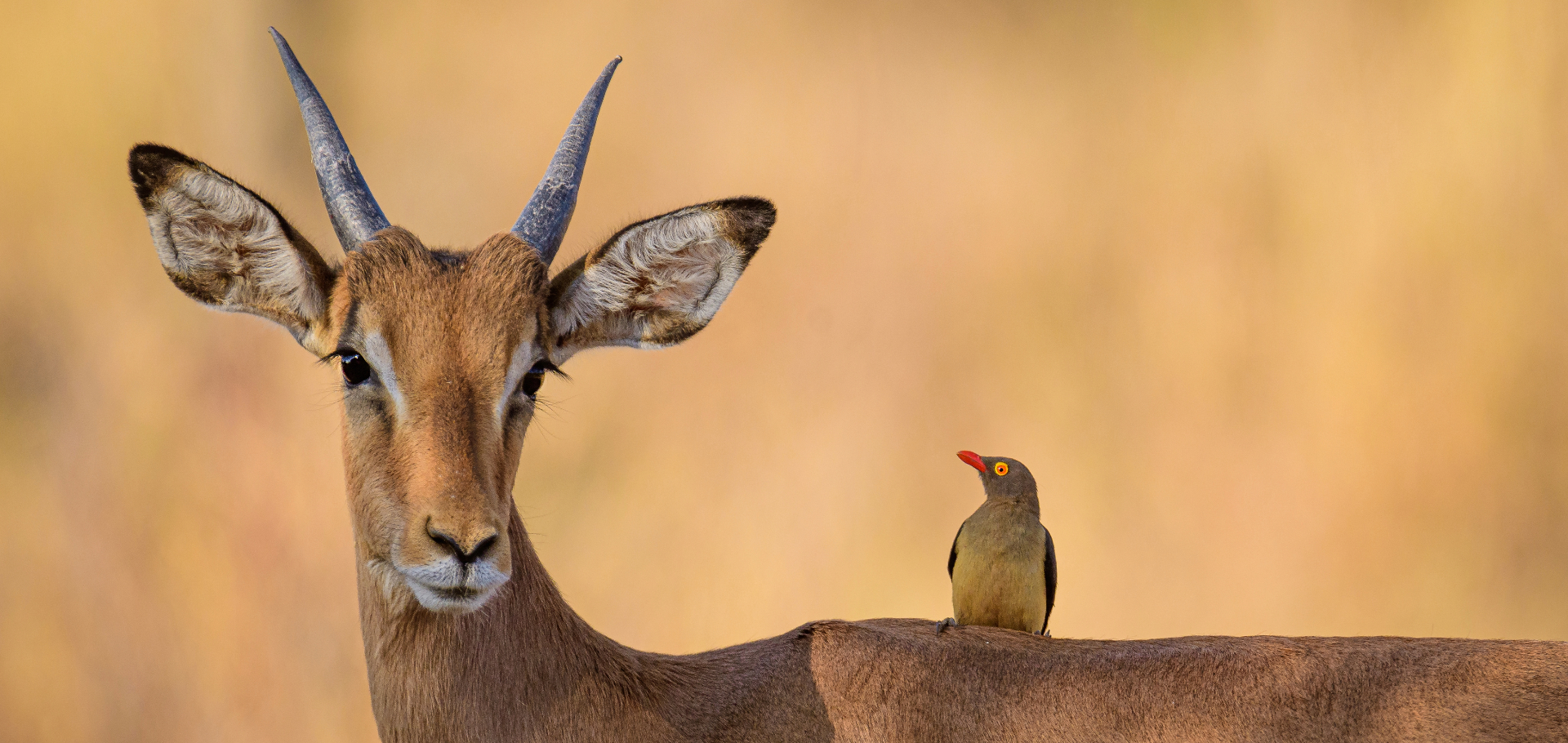 Red-billed oxpecker, impala