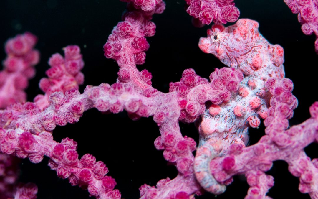 The Secret Life of a Seahorse