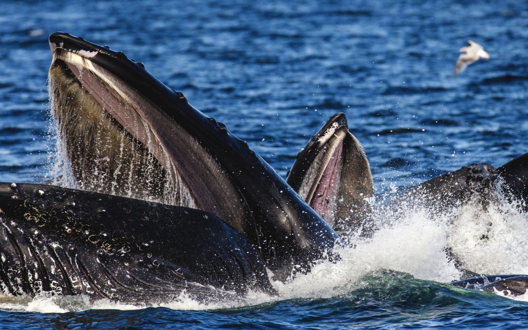 Fascinating Wildlife Facts: 5 Humpback Whale Feeding Strategies