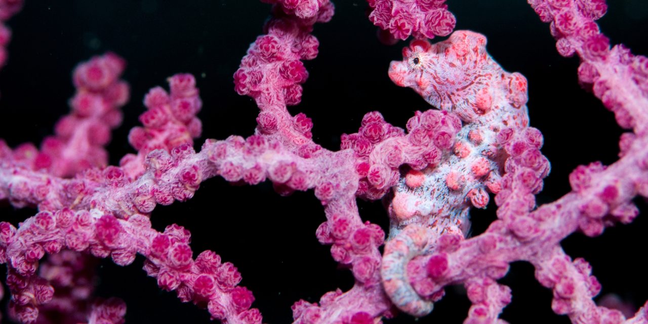 The Secret Life of a Seahorse