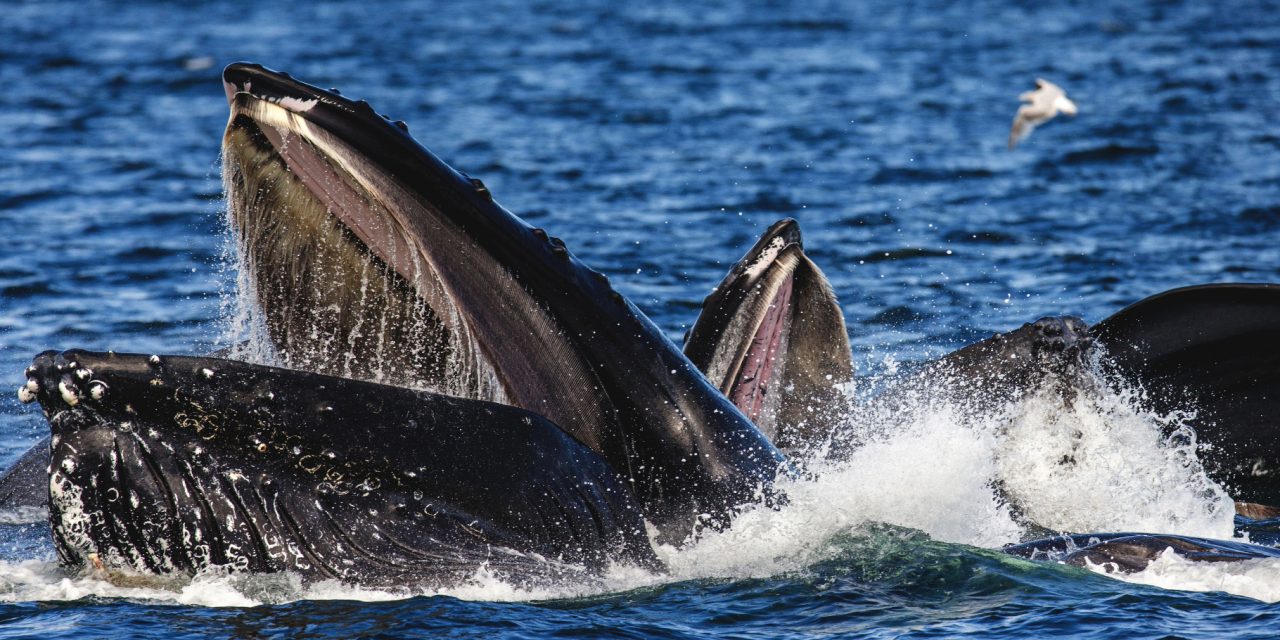 Fascinating Wildlife Facts: 5 Humpback Whale Feeding Strategies
