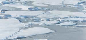 polar bear tracks footprints