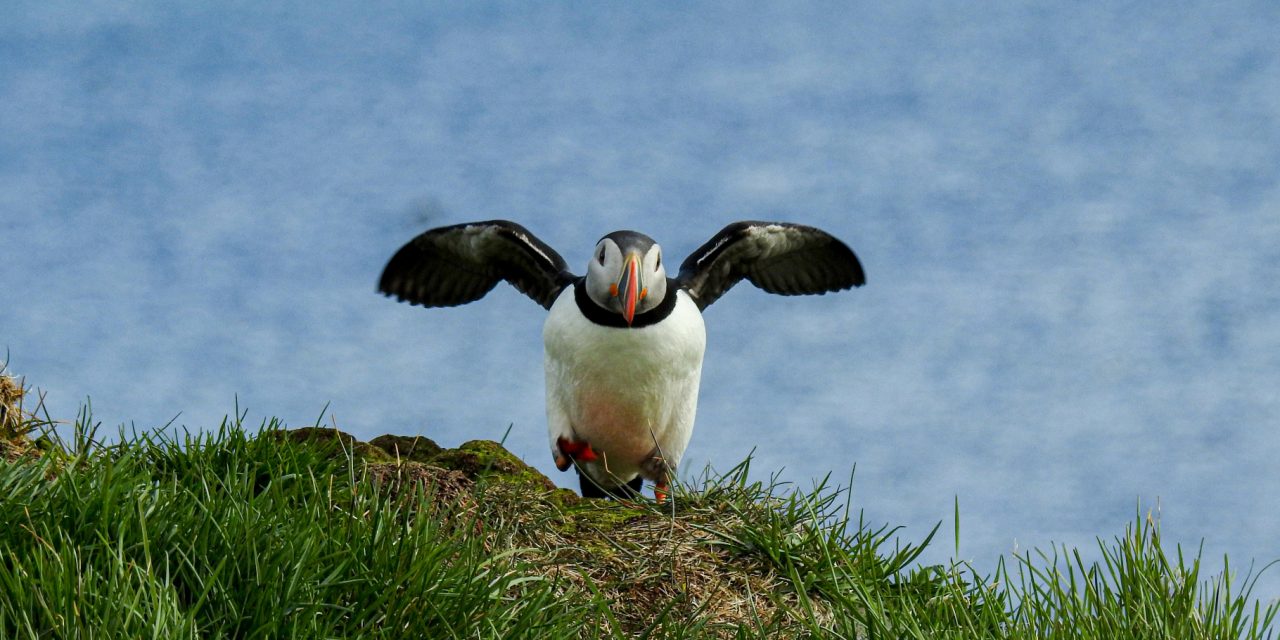 Vigur Island: Iceland’s Puffin Paradise