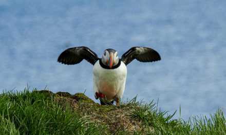 Vigur Island: Iceland’s Puffin Paradise