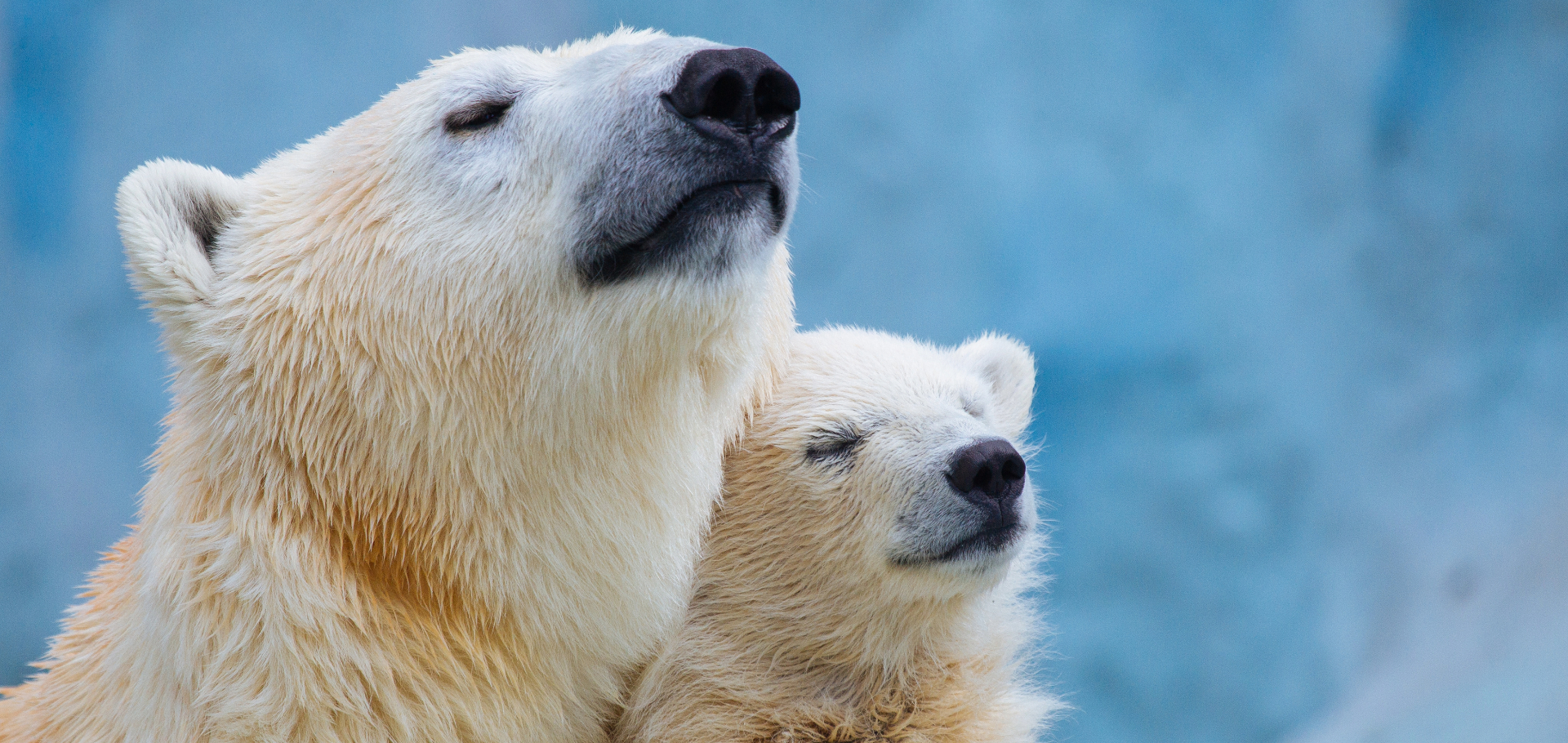 mother and baby polar bear