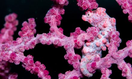 The Secret Life of a Seahorse