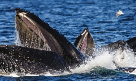 Fascinating Wildlife Facts: 5 Humpback Whale Feeding Strategies