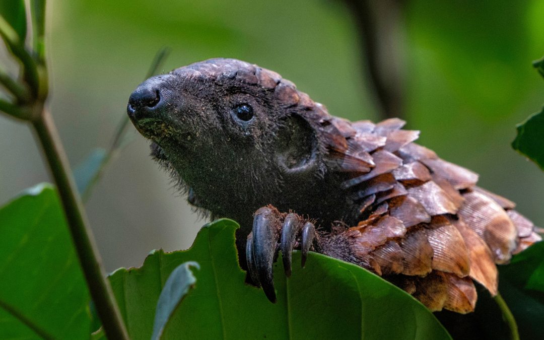 6 of Africa’s Most Elusive Animals