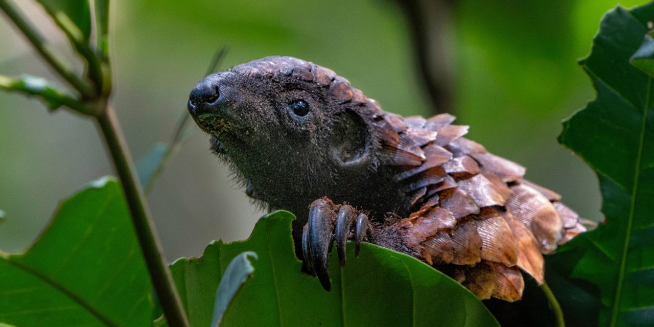 6 of Africa’s Most Elusive Animals