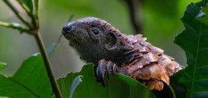 The long-tailed pangolin (Phataginus tetradactyla), also called the African black-bellied pangolin, or ipi, is a diurnal, arboreal pangolin species belonging to the family Manidae, in the order Pholidota.