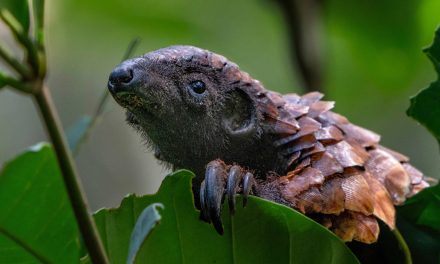 6 of Africa’s Most Elusive Animals