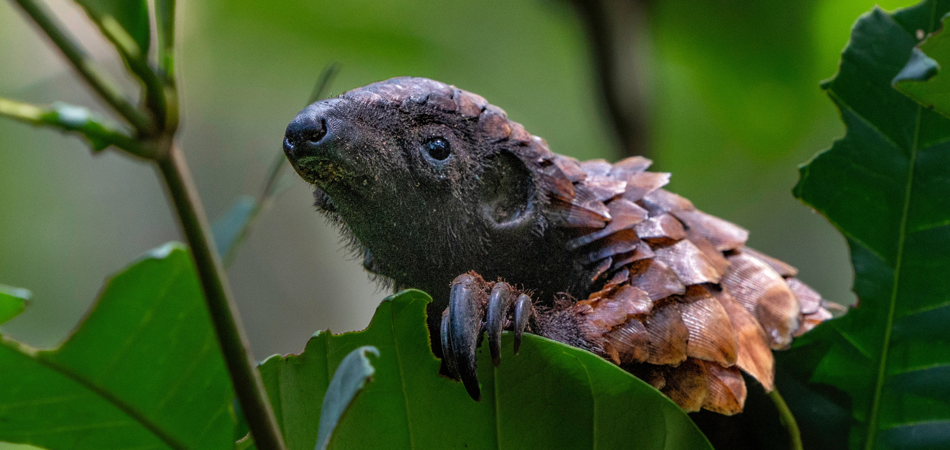 The long-tailed pangolin (Phataginus tetradactyla), also called the African black-bellied pangolin, or ipi, is a diurnal, arboreal pangolin species belonging to the family Manidae, in the order Pholidota.